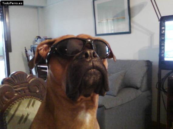 La foto del perro