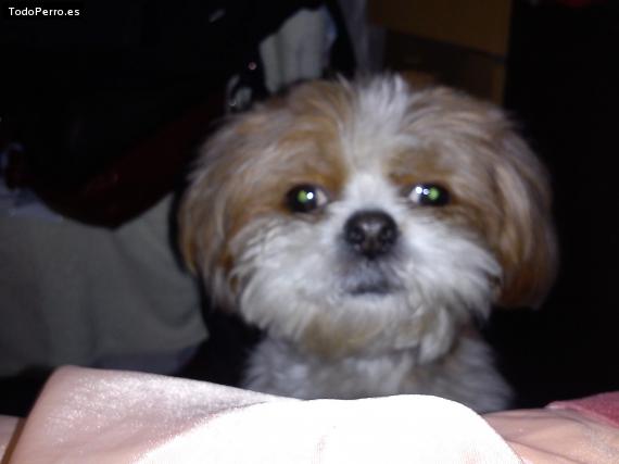 La foto del perro