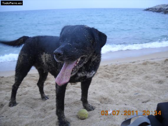 La foto del perro