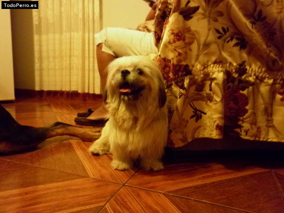 La foto del perro