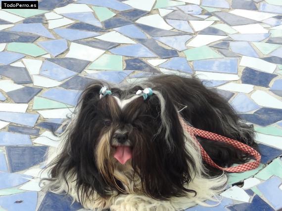 La foto del perro