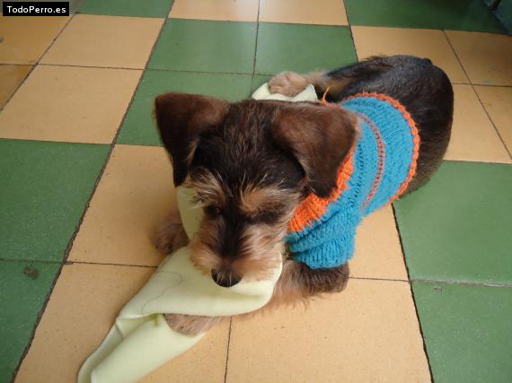 La foto del perro