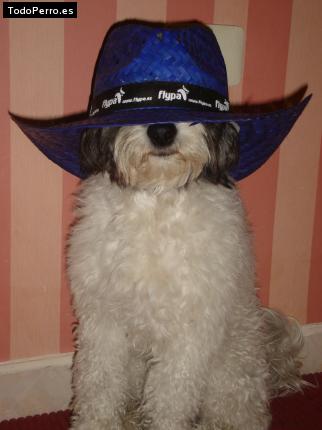 La foto del perro