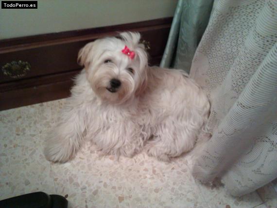 La foto del perro