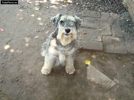 La foto del perro