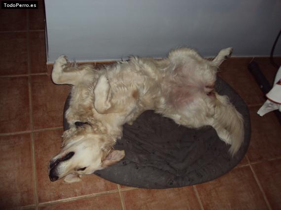 La foto del perro