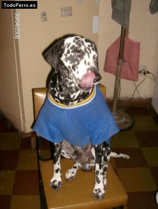 La foto del perro