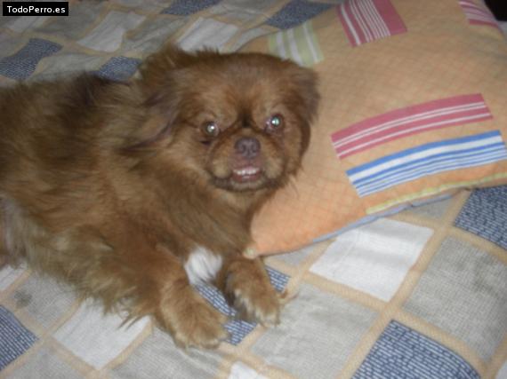 La foto del perro