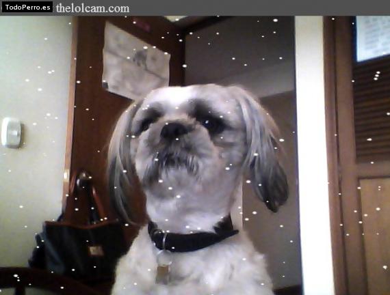La foto del perro