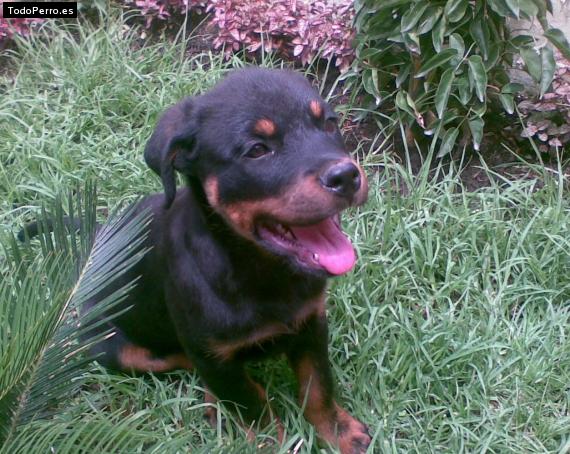 La foto del perro