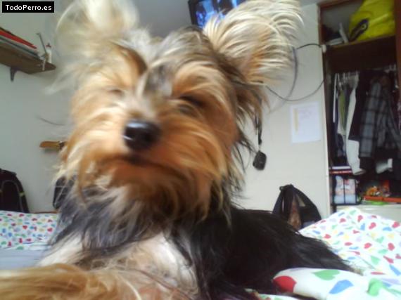La foto del perro