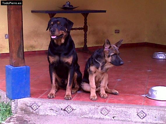 La foto del perro