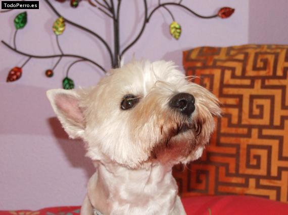 La foto del perro