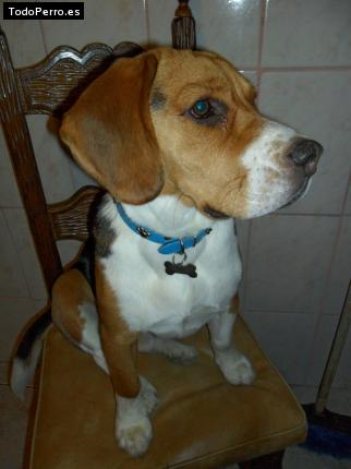 La foto del perro