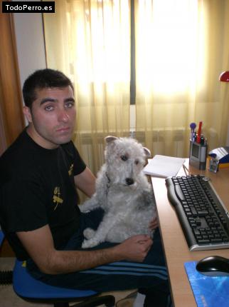 La foto del perro