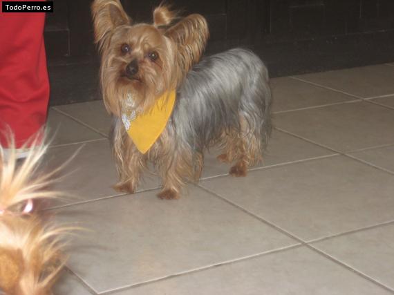 La foto del perro