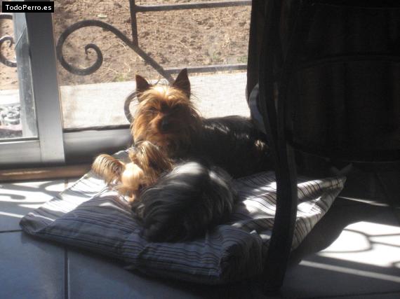 La foto del perro
