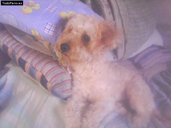 Foto del perro Leonardo