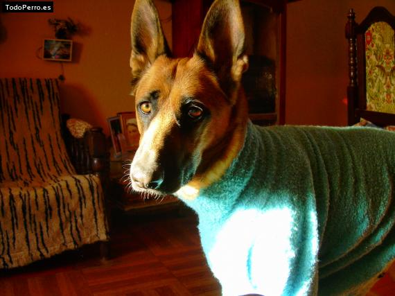 La foto del perro