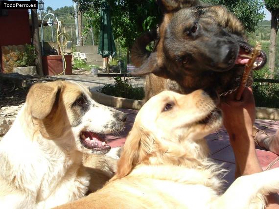 La foto del perro