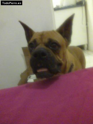 La foto del perro
