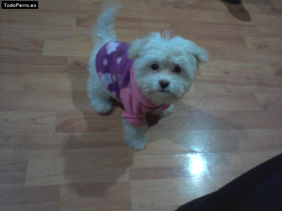 La foto del perro