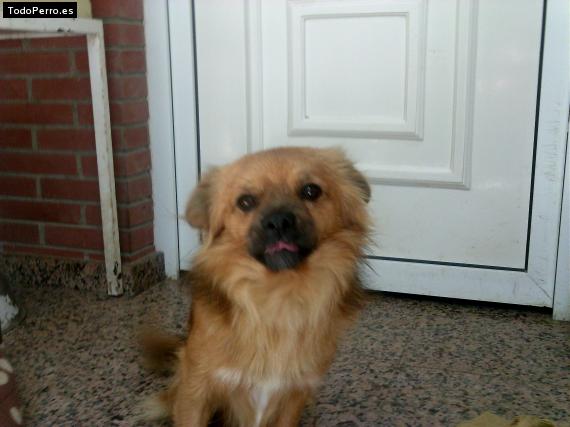 Foto del perro Wolf