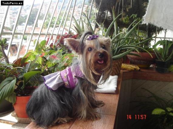La foto del perro