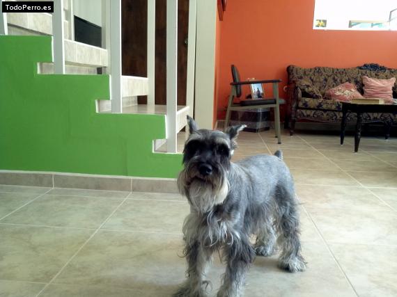 La foto del perro