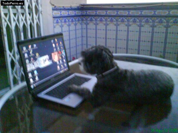La foto del perro