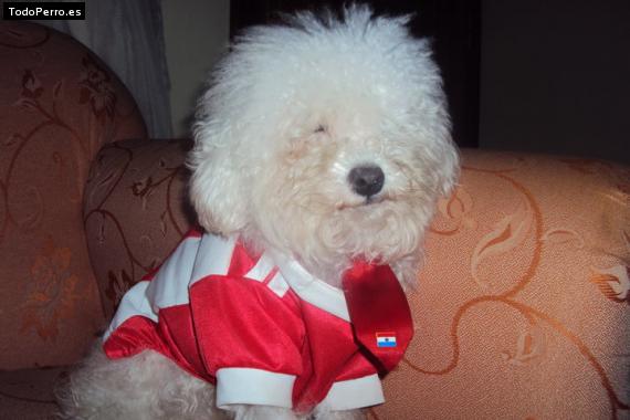 La foto del perro