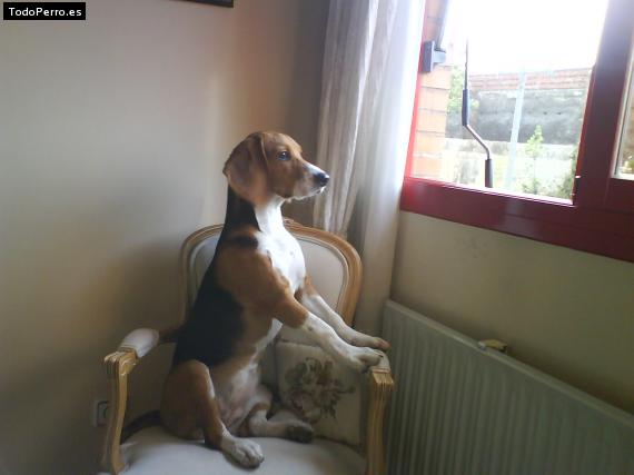 La foto del perro