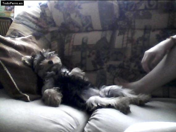 La foto del perro