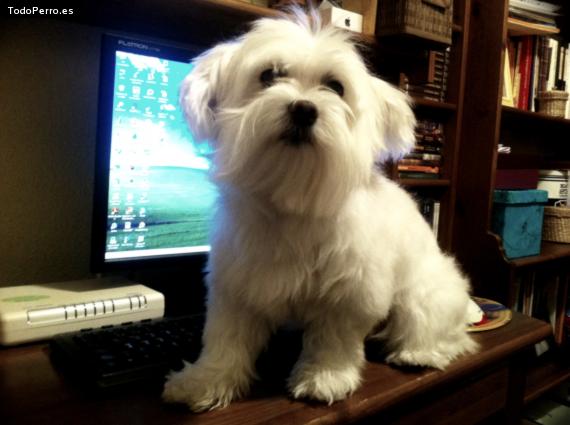 La foto del perro