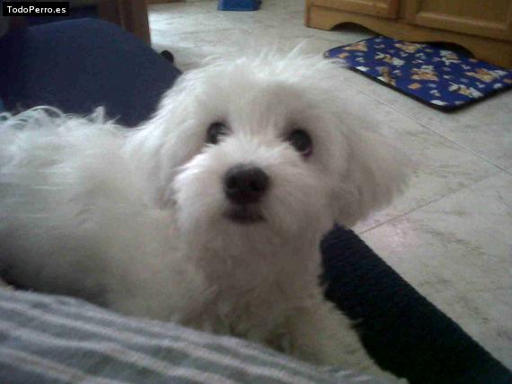 La foto del perro