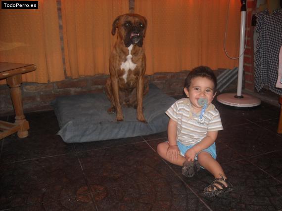 La foto del perro