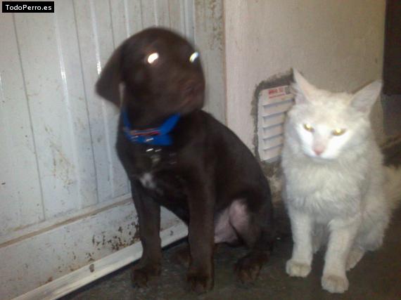 La foto del perro
