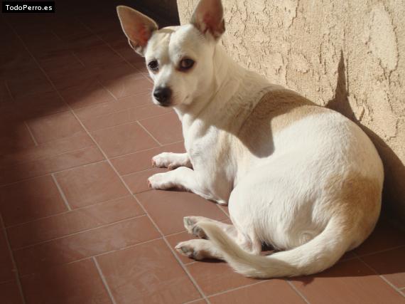 La foto del perro