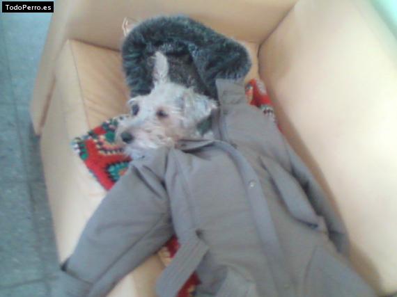 La foto del perro