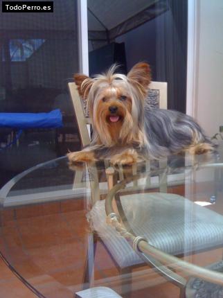 La foto del perro