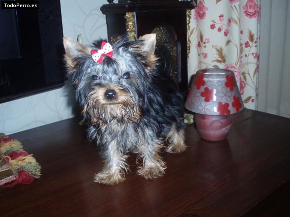 La foto del perro