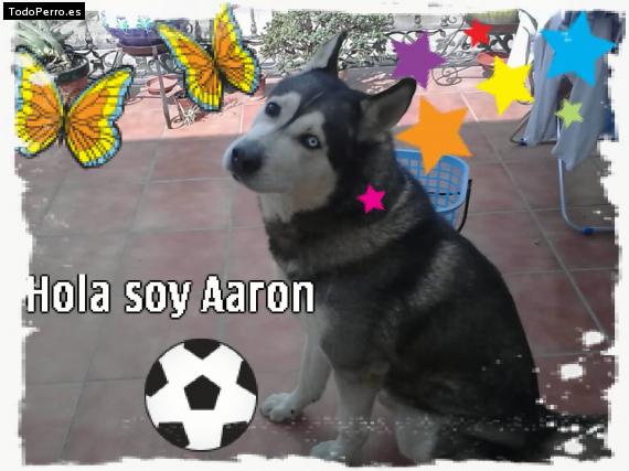 La foto del perro