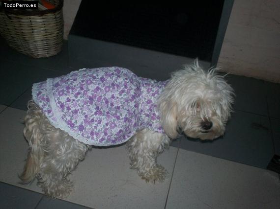 La foto del perro