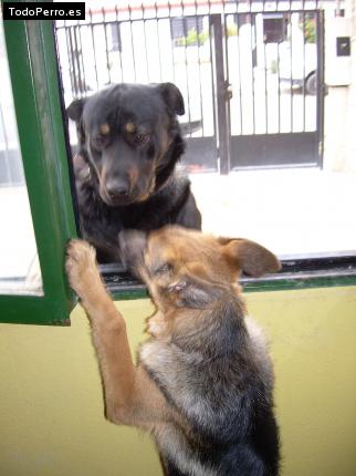 La foto del perro