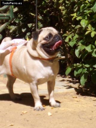 La foto del perro