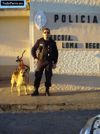 La foto del perro