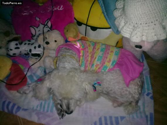 La foto del perro