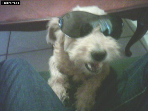 La foto del perro