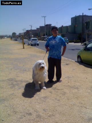 La foto del perro