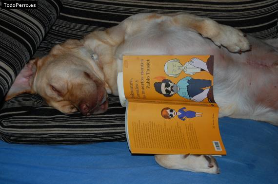 La foto del perro